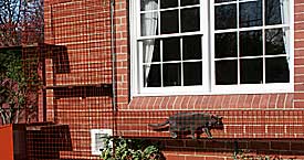 Cat Exploring Wire Access Tunnel