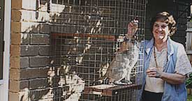 Cat Enjoying the Sun