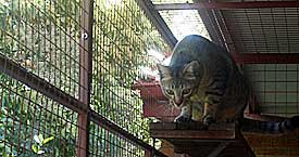 Leaping from Step to Step