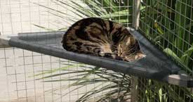 Sleeping in the corner